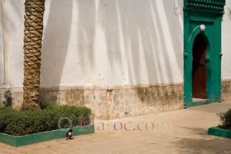 Le chat de Sidi Belyout