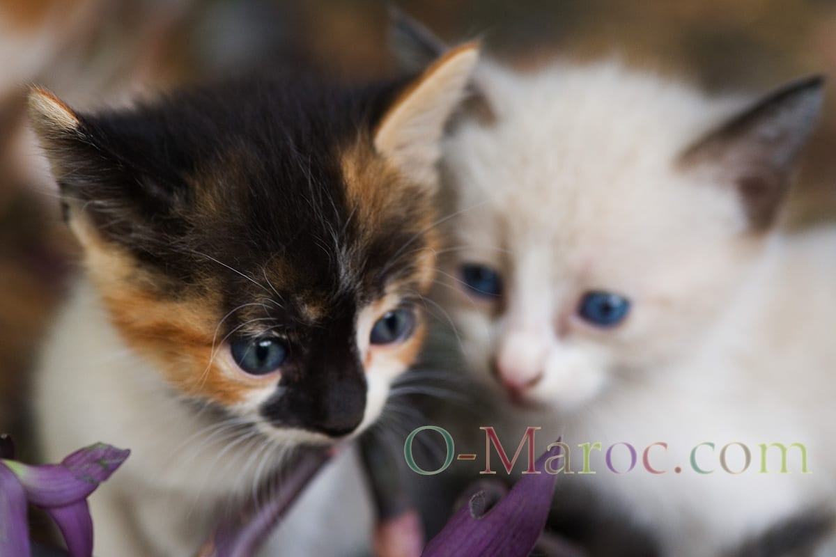 Deux chatons à Majorelle