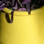 Feuilles violettes
