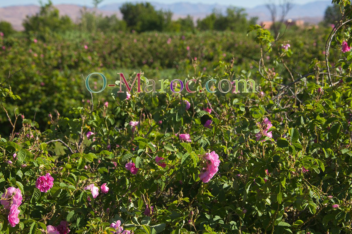 Les jardins de roses