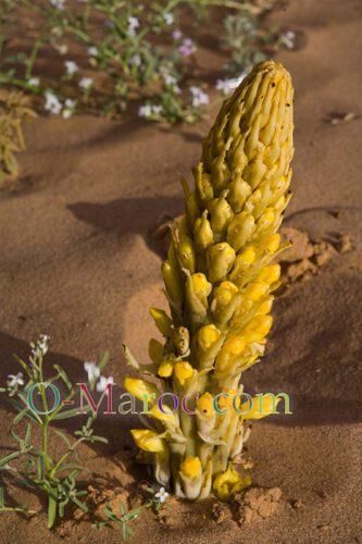Cistanche phelypaea