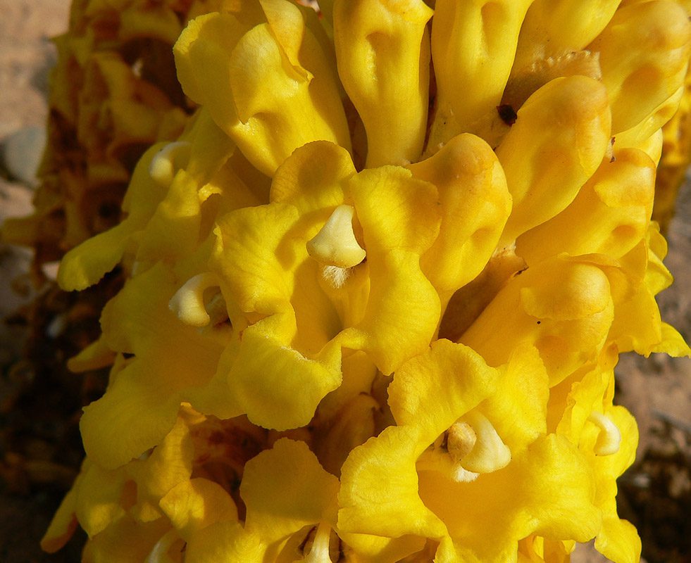 Gros plan fleur de cistanche lutea
