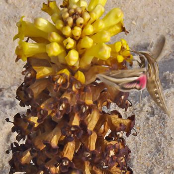 Cistanche Lutea avec insecte qui butine
