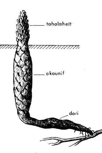 Schema racine cistanche