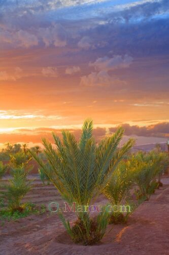 Un autre coucher de soleil sur les palmiers