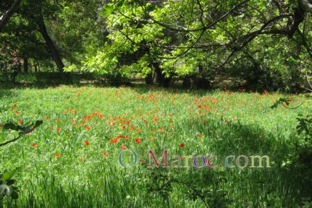 Les jardins de rose avec au milieu le blé vert et les coquelicots