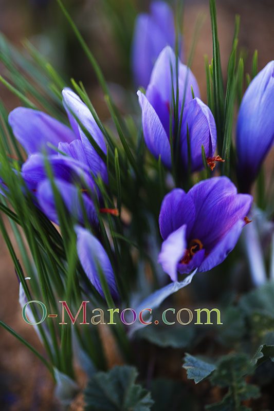 Fleurs de safran à l'aurore