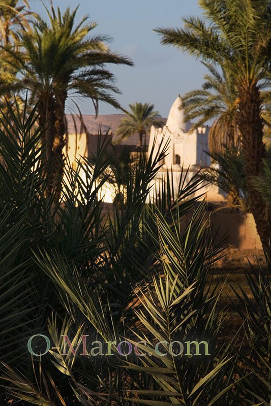 Marabout Blanc derrière les palmiers