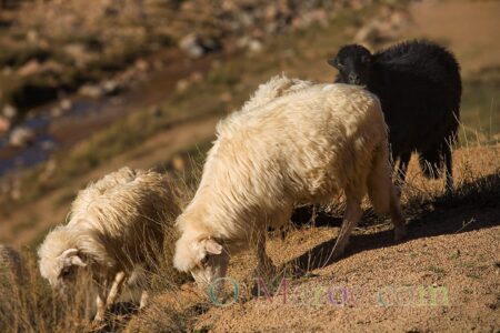 Trois moutons à la laine épaisse dans la montagne