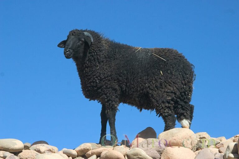 Mouton noir sur une colline de pierre