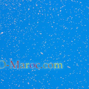 Vol de criquets dans le ciel, multiples petites taches blances