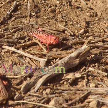 Criquet, rouge et pas mature, au sol