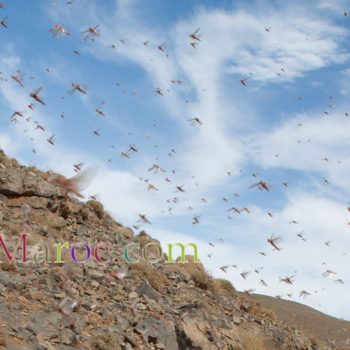 Vol de criquets au dessus de la montagne