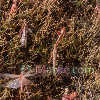 Essaim de criquets sur un buisson