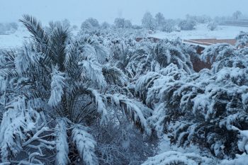 Palmiers sous la neige à Ourzazate
