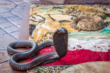 Serpents sur Jemaa Fna