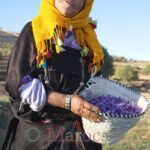 Une vielle femme montre fièrement son panier rempli de fleurs de safran