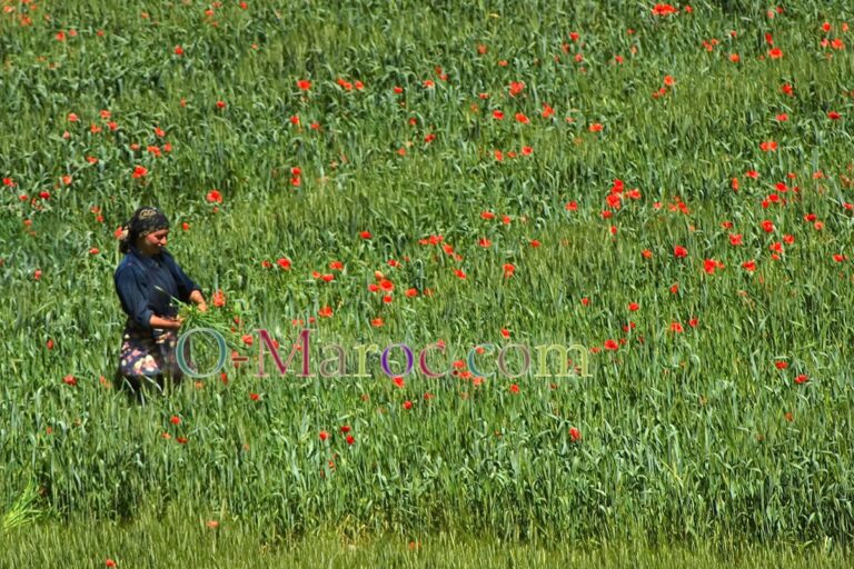 Femme aux champs dans la vallée du Dadès, blé en herbe et coquelicots