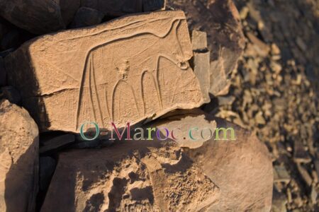 5d 07 210051 bubalus antiquus tazzarine ait ouazick