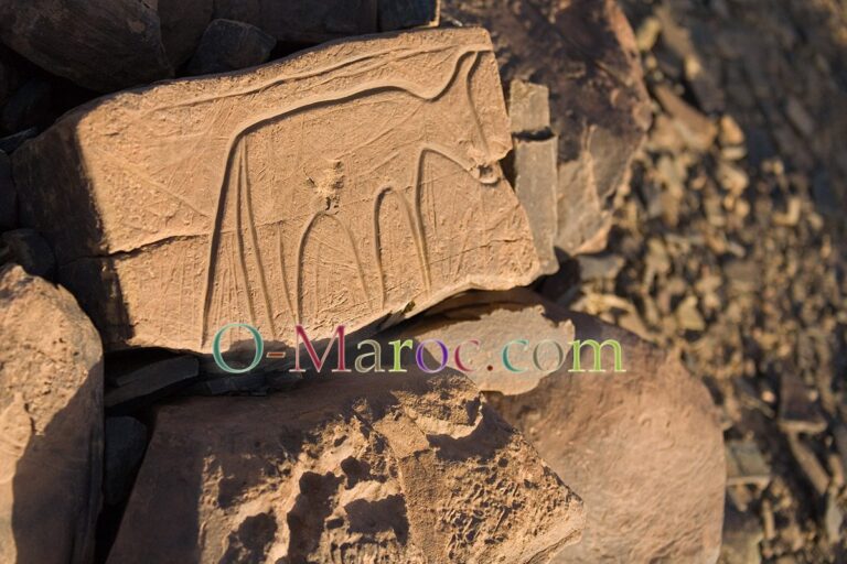 5d 07 210051 bubalus antiquus tazzarine ait ouazick