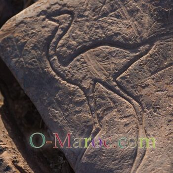 Gravure rupestre d'une autruche à Aït Ouazik