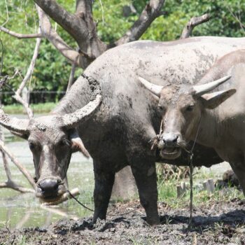 Bubalus bubalis, buffle asiatique domestiqué