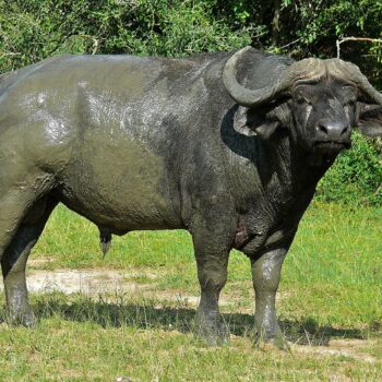 Syncerus Brachyceros au lac Tchad