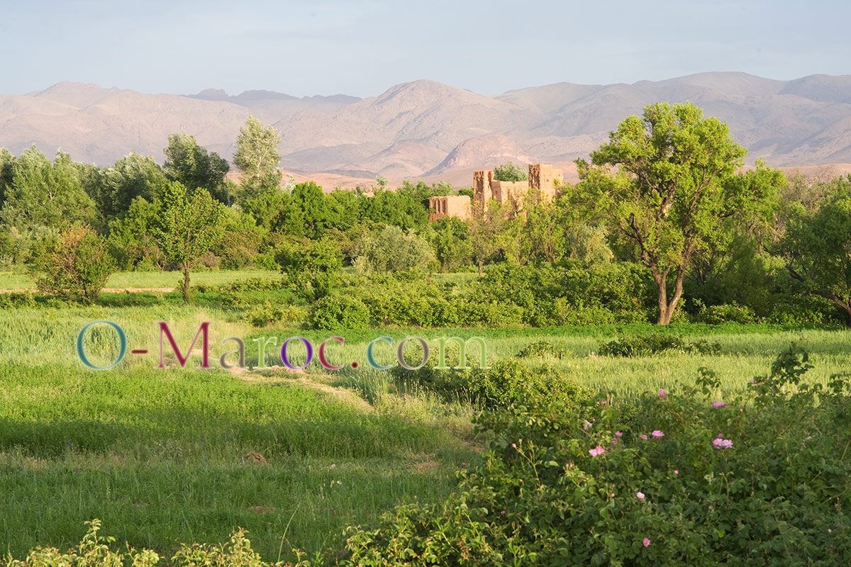Kasbah en ruines dans la vallée des roses