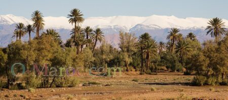 Les palmiers devant une montagne enneigée