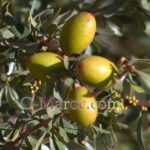 Noix d argan sur l'arganier