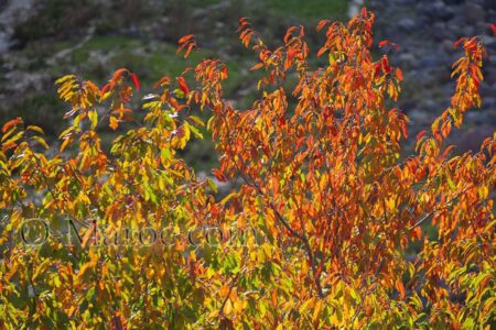 Les couleurs d'automne d'un arbre dans le Moyen Atlas