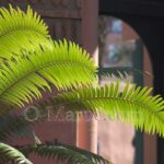 Une palme à l'entrée