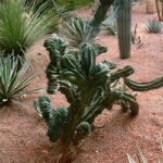 Cactus à Majorelle