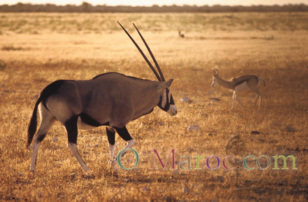 Grand Gemsbock mâle sur fond de savane