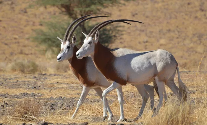 Deux des oryx relâchés