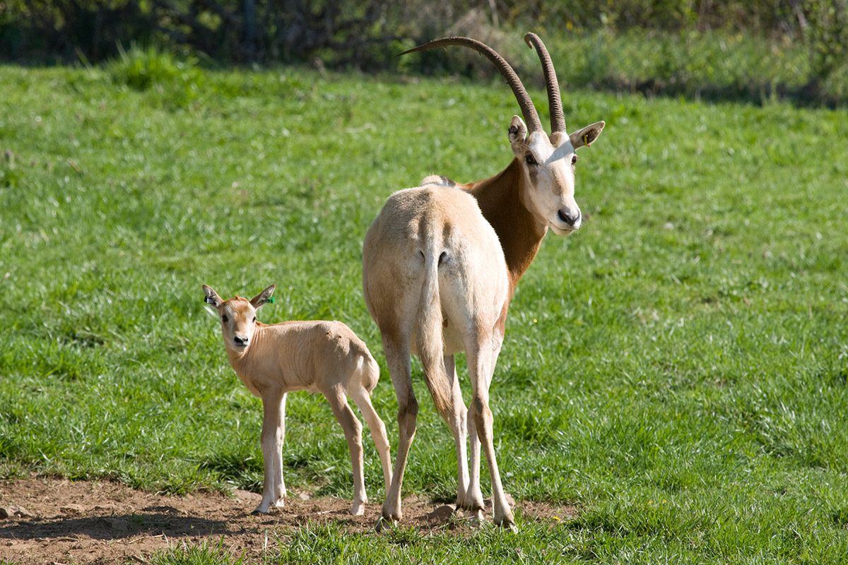 Femelle oryx algazelle en captivité avec son jeune veau