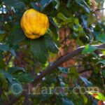 Coing dans un jardin