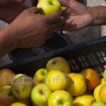 Pommes de Middelt
