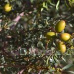 Noix d'argan