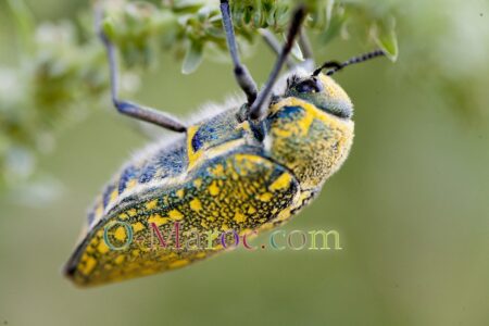 Buprestidae julodis ehrenbergii