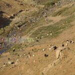 Des moutons étaient dans un djebel