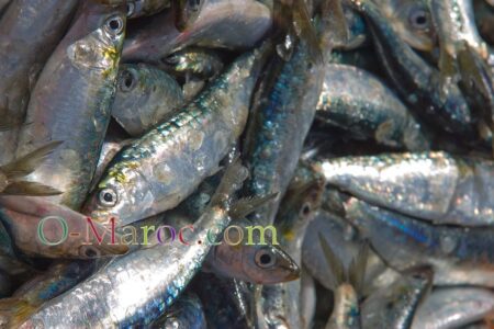 Sardines fraîches sur le port