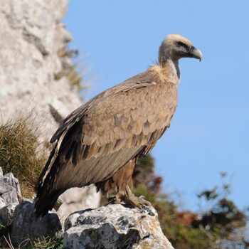 Un vautour fauve dans les montagnes espagnoles