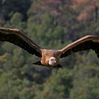 Le vol majestueux du vautour fauve