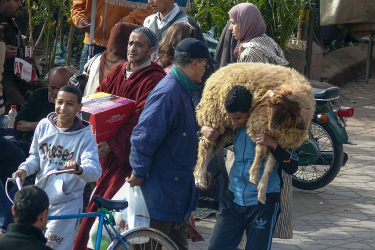 Transport du mouton de l'Aid dans les rues de Marrakech