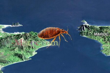 Punaise de lit en route maroc