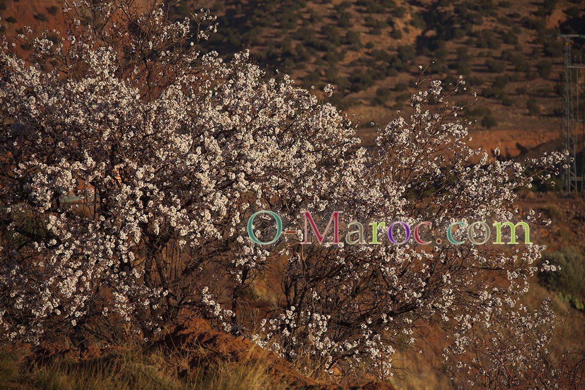Amandiers en fleurs en février