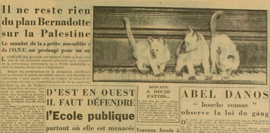 Chatons palestine education rien ne change