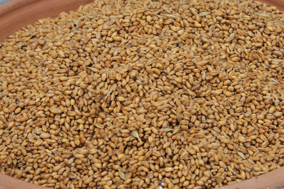 Grains augure yennayer