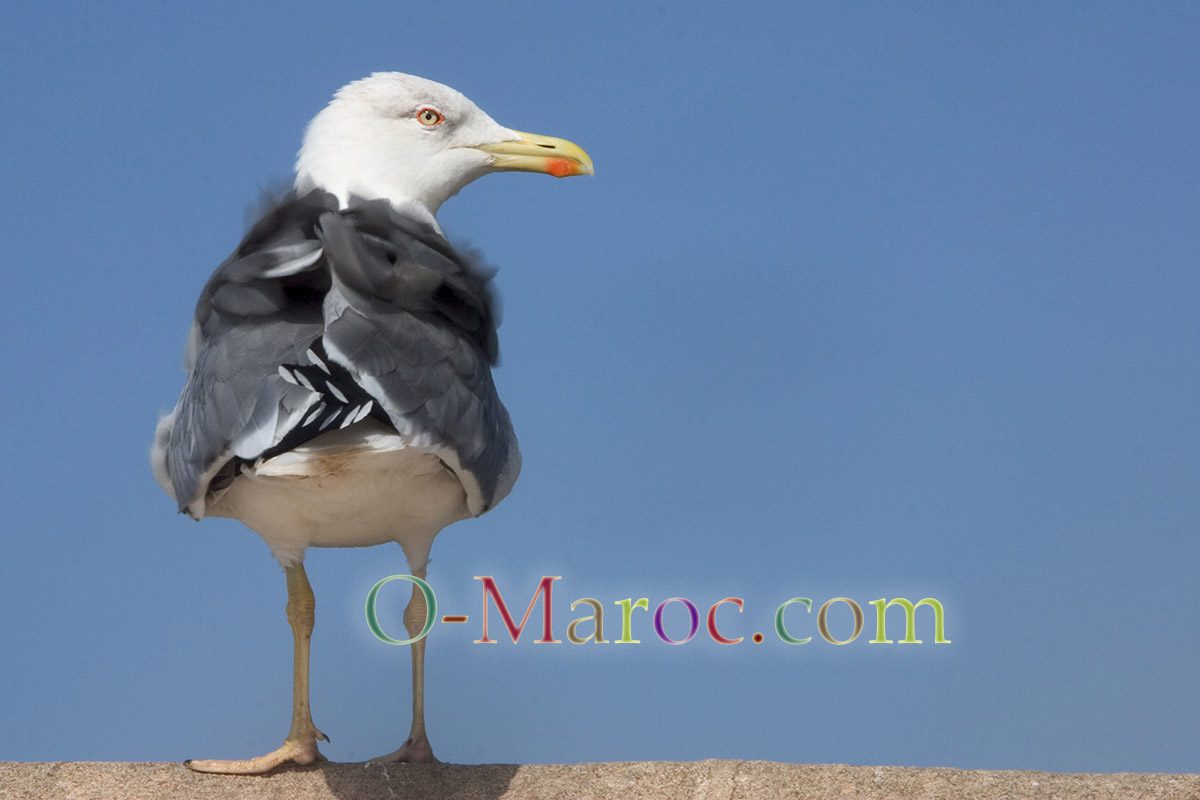 Une mouette sur fond de ciel bleu